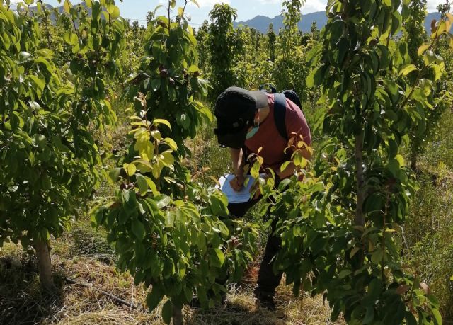 Impulsan la mejora de la rentabilidad y sostenibilidad del cultivo de la pera de Jumilla a través del control biológico de plagas - 1, Foto 1