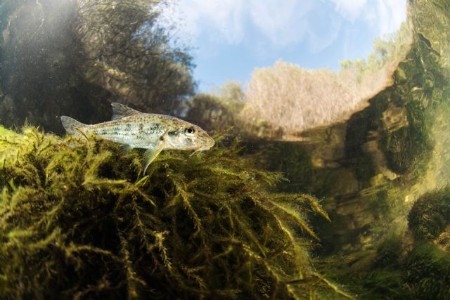 Columbares lanza el proyecto Versión Original del Segura (V.O.S.) - 1, Foto 1