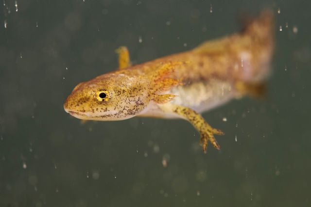 Columbares lanza el proyecto Versión Original del Segura (V.O.S.) - 2, Foto 2