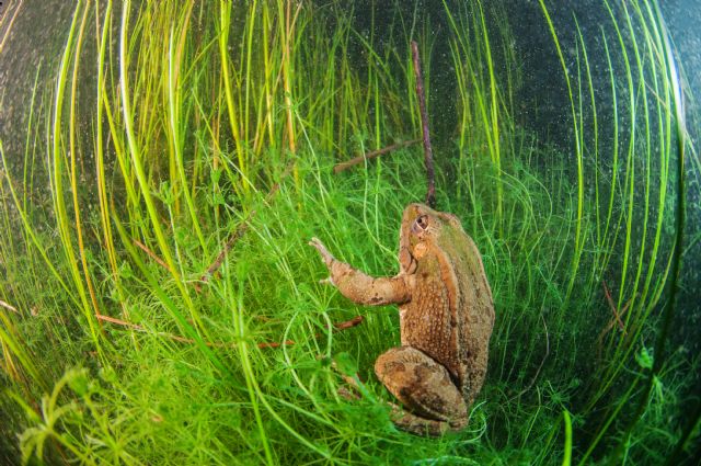 Columbares lanza el proyecto Versión Original del Segura (V.O.S.) - 3, Foto 3