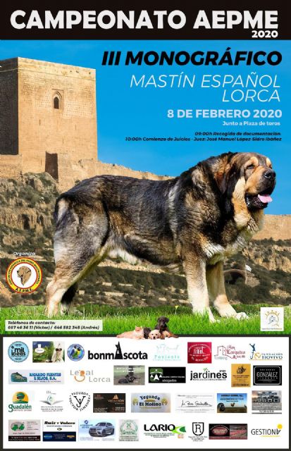 Unos 60 ejemplares se darán cita, este sábado, 8 de febrero, en el III Monográfico Mastín Español de Lorca - 1, Foto 1