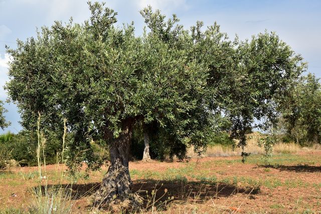 Agroseguro abona más de 21,5 millones de euros a asegurados de olivar por los siniestros de 2019 - 1, Foto 1