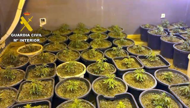 La Guardia Civil desmantela un invernadero indoor de marihuana en Abarán - 4, Foto 4