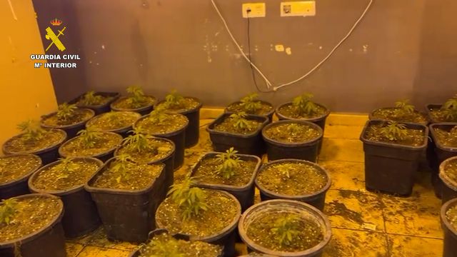 La Guardia Civil desmantela un invernadero indoor de marihuana en Abarán - 5, Foto 5