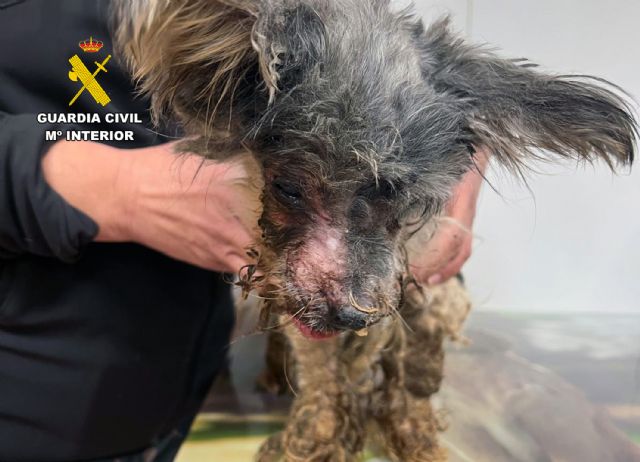 La Guardia Civil investiga a un vecino de Águilas por maltrato animal - 4, Foto 4