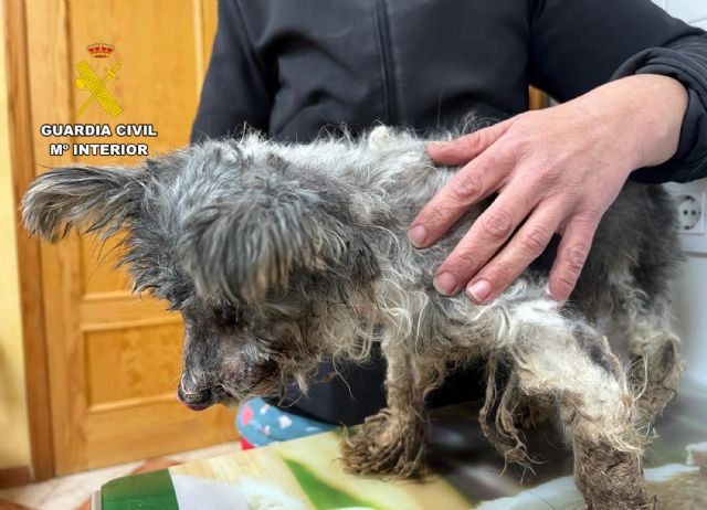 La Guardia Civil investiga a un vecino de Águilas por maltrato animal - 5, Foto 5