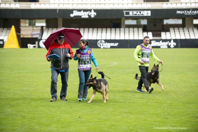 Cartagena centro la atencion del mundo canino con el Campeonato Nacional de Adiestramiento de Pastor Aleman - 1, Foto 1