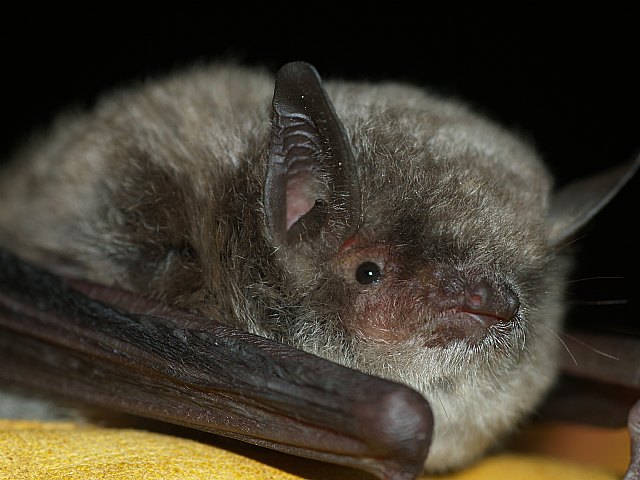 ANSE inicia un proyecto para la conservación del murciélago patudo en el sureste ibérico, Foto 1