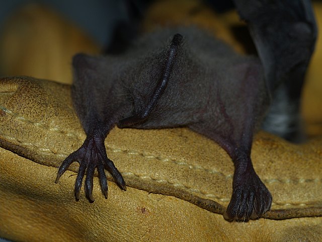 ANSE inicia un proyecto para la conservación del murciélago patudo en el sureste ibérico, Foto 2