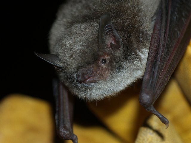 ANSE inicia un proyecto para la conservación del murciélago patudo en el sureste ibérico, Foto 3