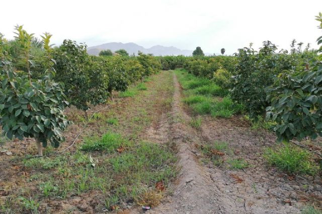 Las parcelas demostrativas de cultivo de caqui en la huerta de Murcia muestran su viabilidad tanto en ecológico como en tradicional - 1, Foto 1