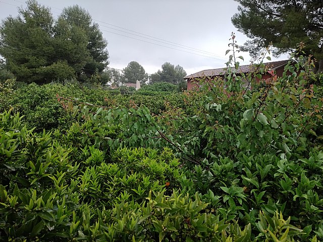 ASAJA Murcia califica como “beneficiosas” las lluvias caídas este fin de semana en el campo murciano - 1, Foto 1