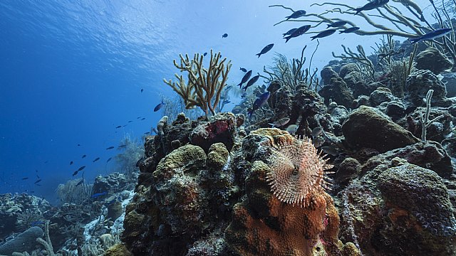 Mares Para Siempre, el camino hacia la sostenibilidad de la pesca en España - 1, Foto 1