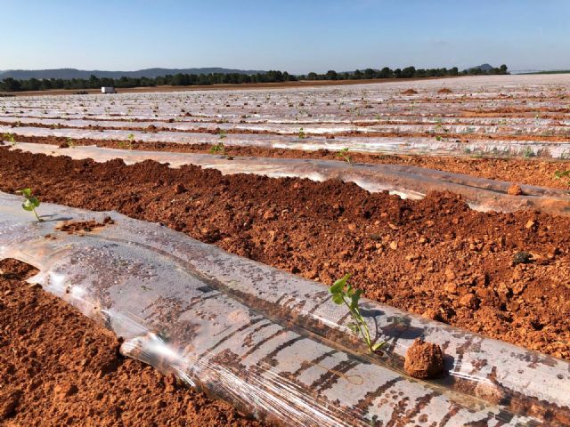 El Secreto de Mi Tierra inicia la plantación de más de 100 hectáreas de melones piel de sapo - 2, Foto 2