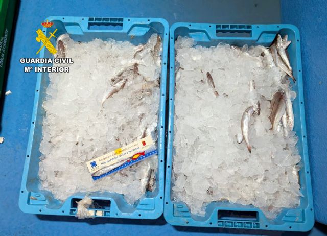 La Guardia Civil intercepta una furgoneta con 20 kilos de merluza de talla inferior a la permitida - 3, Foto 3
