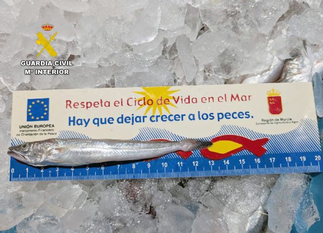 La Guardia Civil intercepta una furgoneta con 20 kilos de merluza de talla inferior a la permitida - 4, Foto 4