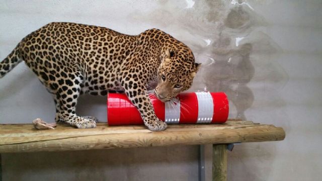 Terra Natura Murcia favorece el desarrollo animal a través de nuevas técnicas de estimulación - 1, Foto 1