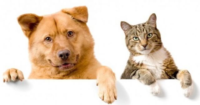 Sanidad promueve una campaña de esterilización de mascotas - 1, Foto 1