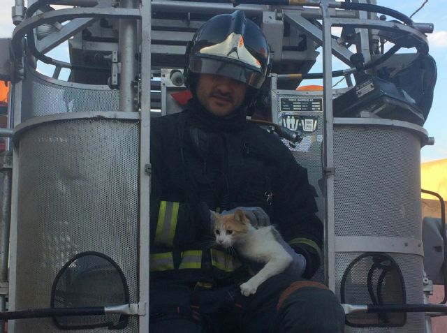 Bomberos de Cartagena rescatan a un gato que se habia quedado atrapado en una valla - 1, Foto 1