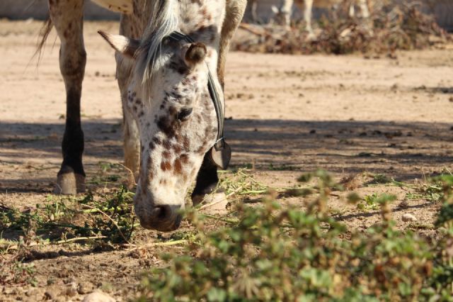 Ciudadanos quiere poner en marcha este año un programa municipal de Intervención Asistida con Animales en Cartagena - 4, Foto 4