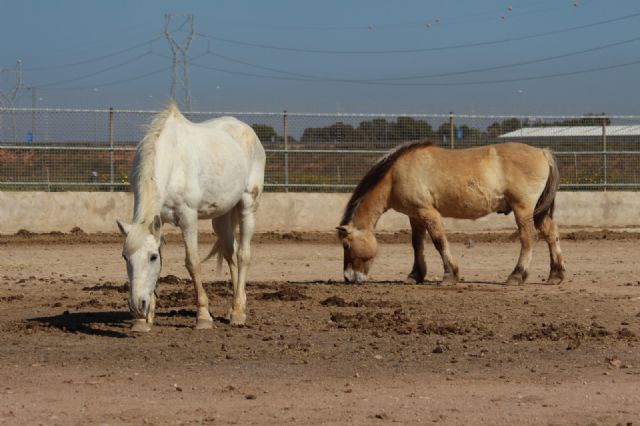 Ciudadanos quiere poner en marcha este año un programa municipal de Intervención Asistida con Animales en Cartagena - 5, Foto 5