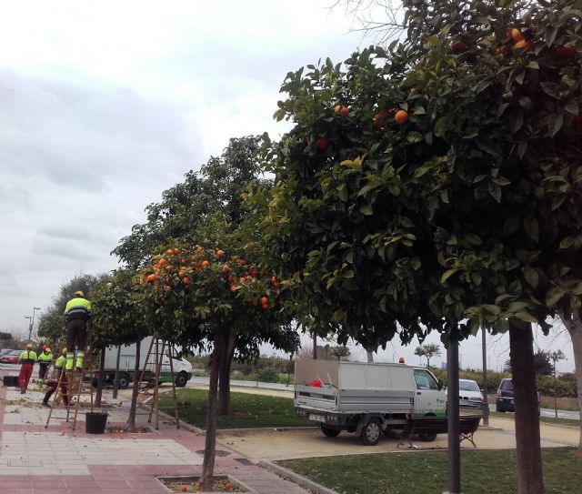 Parques y Jardines retira las naranjas de los 14.000 ejemplares del municipio para garantizar la seguridad de los vecinos - 1, Foto 1