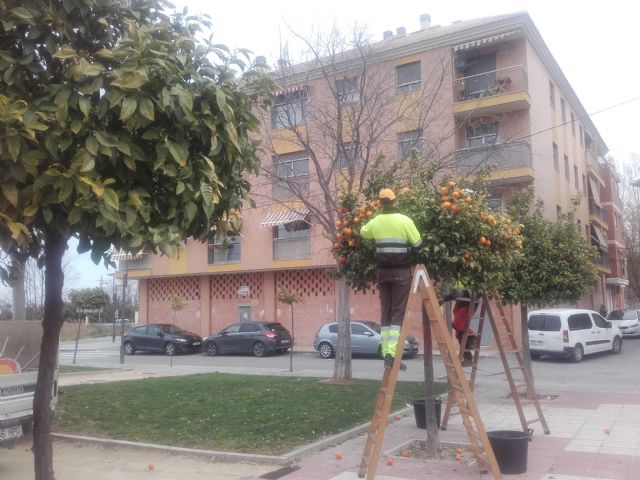 Parques y Jardines retira las naranjas de los 14.000 ejemplares del municipio para garantizar la seguridad de los vecinos - 2, Foto 2