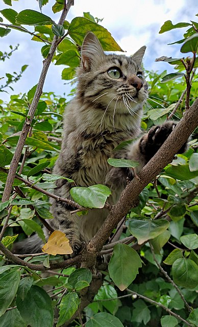 Los expertos consideran que es necesario tomar medidas para garantizar la protección de las mascotas - 1, Foto 1