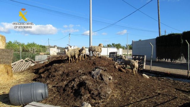 La Guardia Civil esclarece dos robos en granjas de la comarca del Noroeste - 2, Foto 2