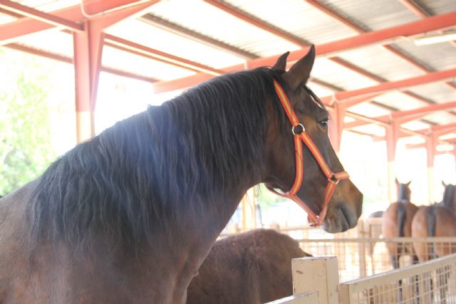 Puerto Lumbreras acoge una nueva edición de la Feria de Ganado Equino - 1, Foto 1