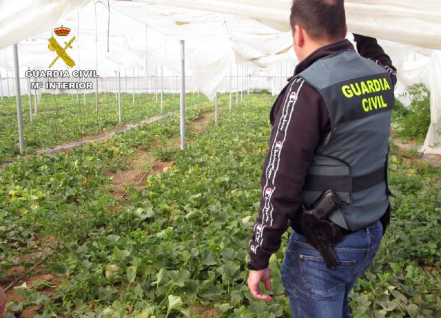 La Guardia Civil desmantela una plantación de marihuana sembrada en un melonar - 1, Foto 1