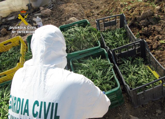 La Guardia Civil desmantela una plantación de marihuana sembrada en un melonar - 2, Foto 2
