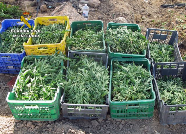 La Guardia Civil desmantela una plantación de marihuana sembrada en un melonar - 3, Foto 3