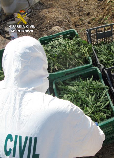 La Guardia Civil desmantela una plantación de marihuana sembrada en un melonar - 5, Foto 5