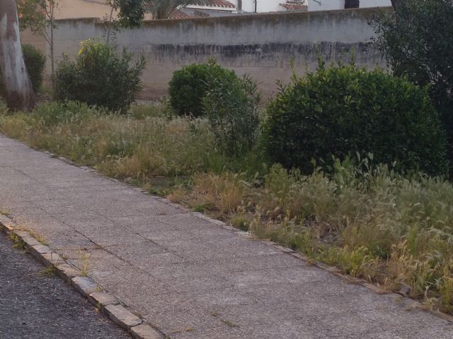 IU VERDES denuncia el más que probable uso y/o abuso de herbicida en vías públicas en Jumilla - 2, Foto 2