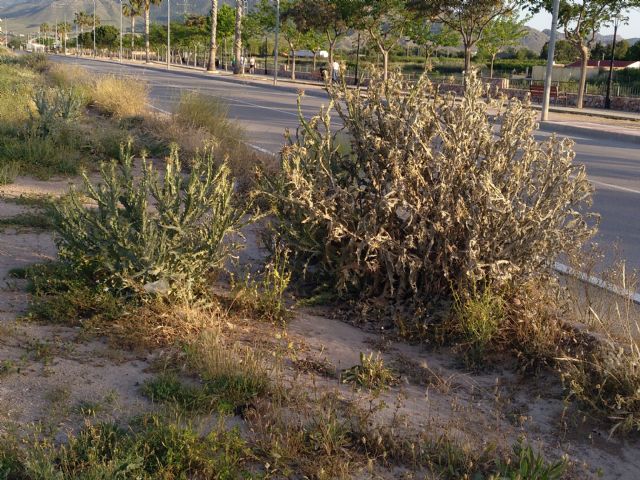 IU VERDES denuncia el más que probable uso y/o abuso de herbicida en vías públicas en Jumilla - 3, Foto 3