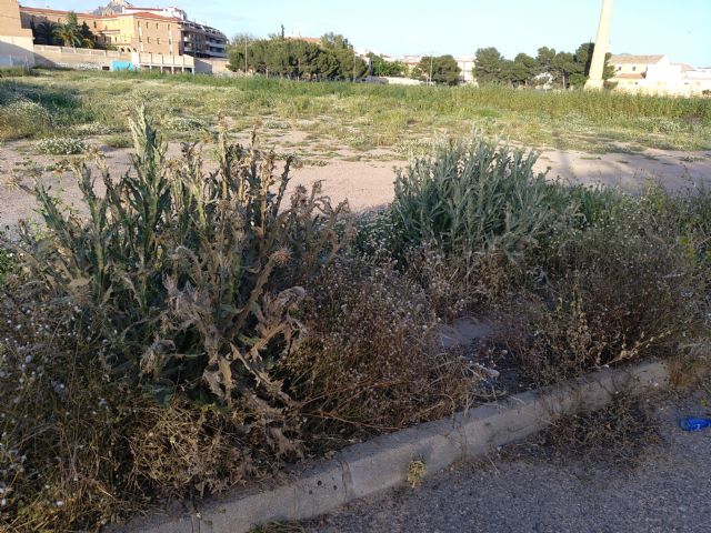 IU VERDES denuncia el más que probable uso y/o abuso de herbicida en vías públicas en Jumilla - 4, Foto 4