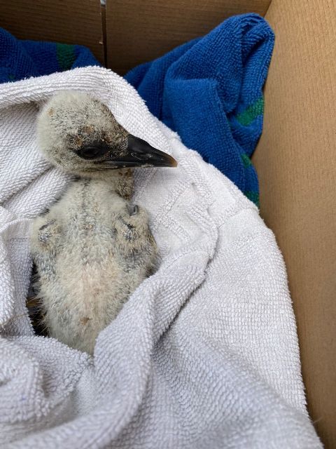 Terra Natura Murcia y el Servicio de Bomberos rescatan un nido de cigüe&ntilde;as a más de 15 metros de altura - 2, Foto 2