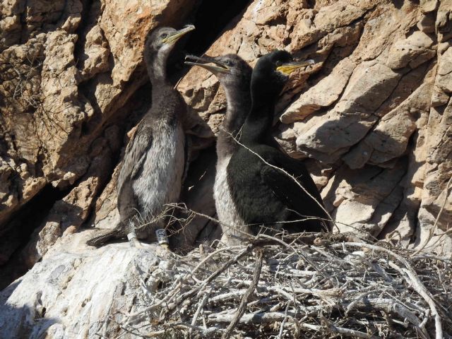 El grupo de investigación ECOMED de la UMU y la APC se unen para preservar la biodiversidad del puerto - 1, Foto 1