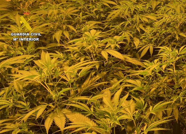 La Guardia Civil desmantela un grupo criminal dedicado al tráfico de marihuana - 5, Foto 5