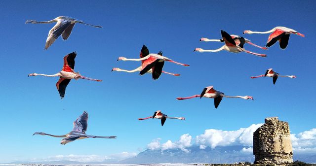 El Ave Fénix en Punta Entinas - 1, Foto 1