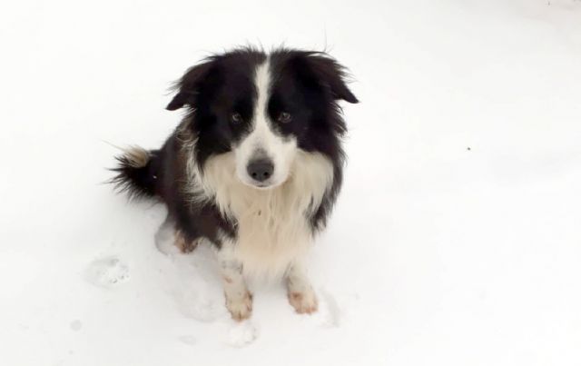 Una empresa murciana crea soluciones para el cuidado y bienestar de los perros mayores - 2, Foto 2