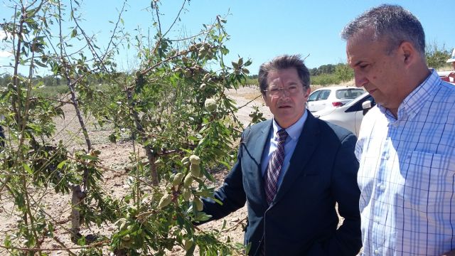 El PP pide un paquete de medidas urgentes para los agricultores afectados por la granizada del 4 de junio - 1, Foto 1
