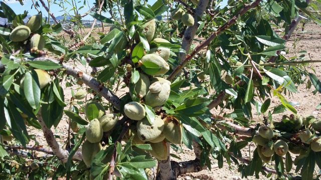 El PP pide un paquete de medidas urgentes para los agricultores afectados por la granizada del 4 de junio - 2, Foto 2