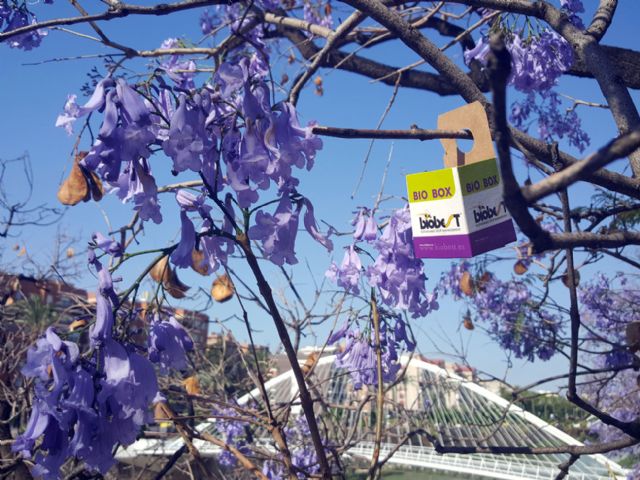 Utilizan insectos para conservar el arbolado de Murcia - 2, Foto 2