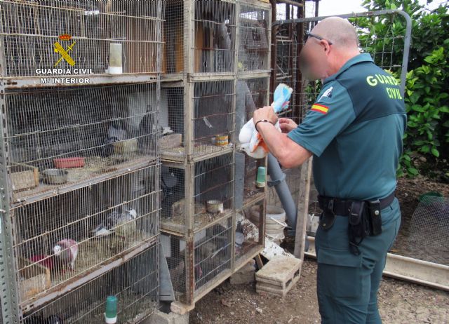 La Guardia Civil recupera 14 palomos deportivos valorados en más de 7.000 euros - 1, Foto 1