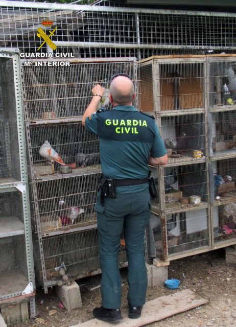 La Guardia Civil recupera 14 palomos deportivos valorados en más de 7.000 euros - 2, Foto 2