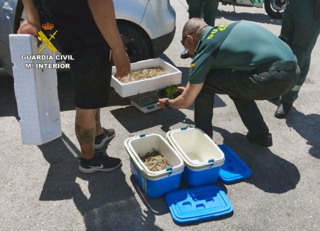 La Guardia Civil se incauta de 21 kilos de langostinos vivos en un vehículo particular - 3, Foto 3