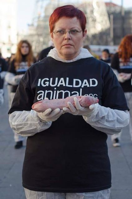 Animalistas de IU critica duramente la celebración de la ´caza del marrano´ en Ceutí - 1, Foto 1