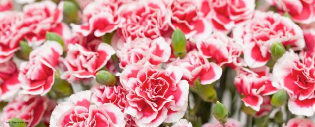 La UMU consigue la mejora genética del clavel - 1, Foto 1